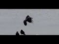Crow landing EX-F1 600 fps