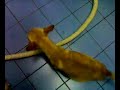 Chihuahua dog is pregnant (part 5) Chihuahua dog is pregnant (part 5)