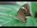 Anouar Brahem - Halfaouine Anouar Brahem - Halfaouine