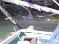 Saving A Duck From Death