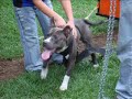 VISITA AL CLUB APBT BARINITAS II