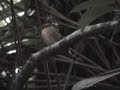Black-cheeked Gnateater