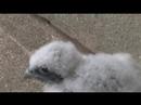 Peregrine chicks