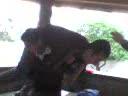 Fu Al ZoTeLo Fu Al ZoTeLo