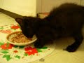 Black Bengal/Manx kitten eating in a funny position Black Bengal/Manx kitten eating in a funny position