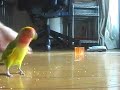 LoveBird ??????????????????????? LoveBird ???????????????????????