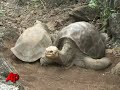 Experts Hope Giant Tortoise Eggs Will Hatch Experts Hope Giant Tortoise Eggs Will Hatch