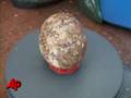 Experts Hope Giant Tortoise Eggs Will Hatch