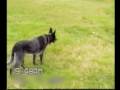 Smartdog Smartdog