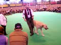 Crufts 2007 Irish Wolfhounds