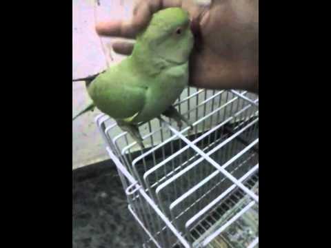 how to train indian ringneck parrots to talk