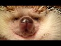 ハリネズミのつくし、不細工顔。