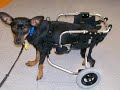 Rocky's Rescue and Recovery