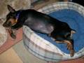 Rocky's Rescue and Recovery