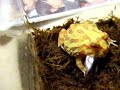 20070220@角蛙進食情況8