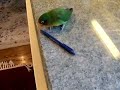 Buddy the Lovebird and a Pen