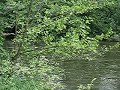 Spree Wildwasser an Sohlschwelle bei Frauendorf
