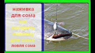 ловля и наживка сома на реках ловля и наживка сома на реках