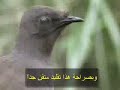 طير يقلد جميع الاصوات من انواع الطيور او اي شي .. سبحان الله ..