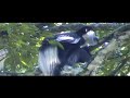 colobus monkeys near the lodge colobus monkeys near the lodge