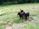 Brooke taking Pheebs for a walk