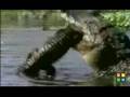 FishVS Baby Gator