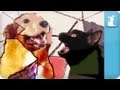 Gotye Dog Parody - Somebody That I Used To Know