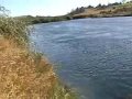 pesca con mosca arcoiris rio Maullin pesca con mosca arcoiris rio Maullin