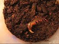 s. subspinipes de haani pedeling feeding time