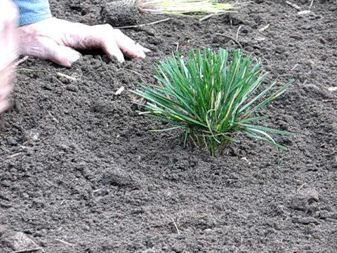 how to replant ornamental grass