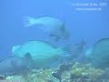 Humphead Parrotfish