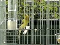 Ludo, canari raza espagnol, Antonio Rolea. Ludo, canari raza espagnol, Antonio Rolea.