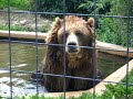 bear~!!!