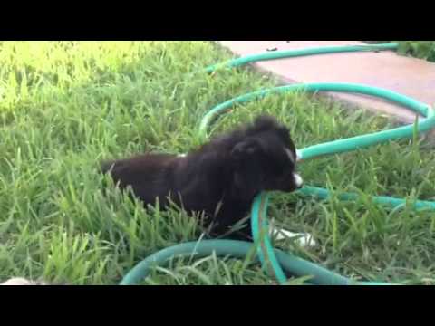 Bounce playing outside this evening