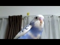 Click here to watch this video セキセイインコ ルッカ＆ピース 飛んだ！（ルッカ）