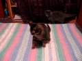 Chirp and Cobweb Battle 1.AVI