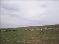 My son Baatar as a sheperd in Mongolia, Tow aimag