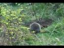 Swedish Hedgehog Swedish Hedgehog