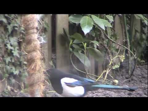 how to provide nesting material for birds