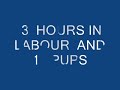 staffy giving birth to ten pups http://www.izziestaff.co.uk