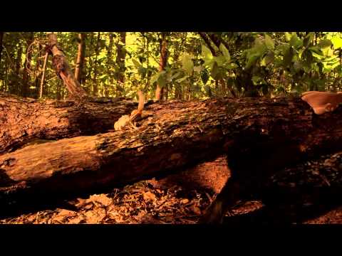 hidden kingdoms