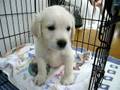 ゴールデンレトリバーが我が家に来た日 Golden Retriever puppy