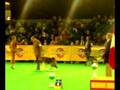 videos de Eurodogshow Kortrijk 2008 - BOG
