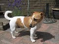 Dribbel Schatje!