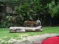 tiger show @ dreamworld, gold coast, australia tiger show @ dreamworld, gold coast, australia