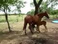 AGRO GANADERA ARAMATA S/A