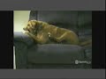 Dog growls at his own leg