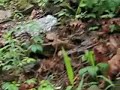 Arkansas Weiner Dog Waterfall Expedition
