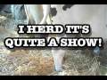 videos de SoCooL Sonoma Marin Fair World's Ugliest Dog Contest - Petaluma, CA USA