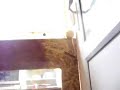 Pet rat climbing the wall!